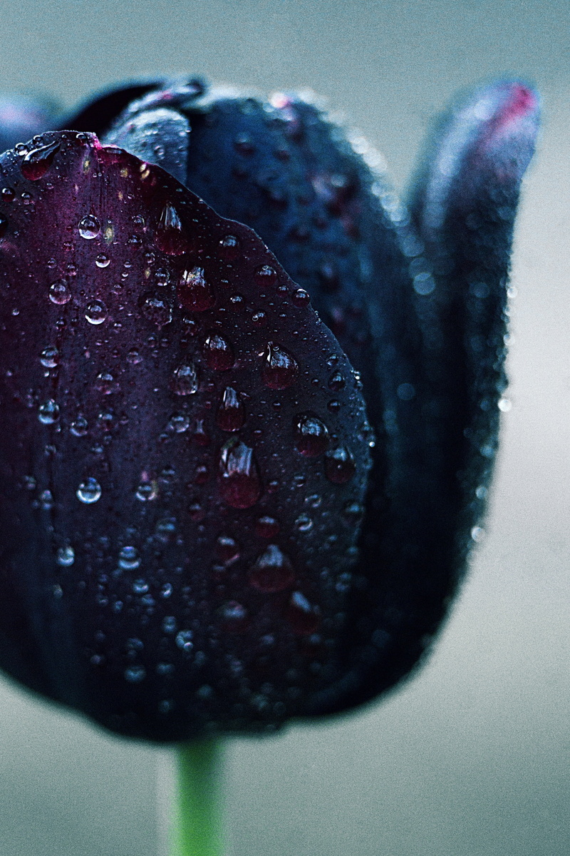 selective focus, freshness, indulgence, ripe, indoors, food, wet, table, berry fruit, wellbeing, sweet food, healthy eating, temptation, fruit, close-up
