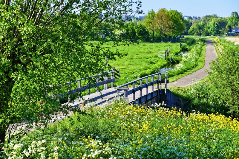 dutch landscape, plant, connection, growth, nature, flower, grass, land, no people, pollards, bridge, beauty in nature, surrounded, outdoors, field, tree