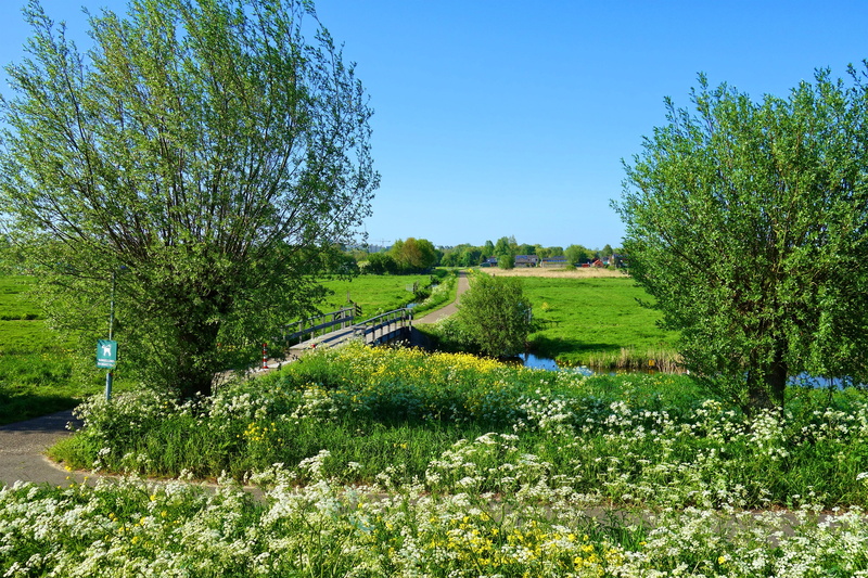 clear sky, outdoors, polder, tranquility, green fields, holland, green color, flowers, environment, growth, rural, plant, landscape, no people, grass, dutch landscape