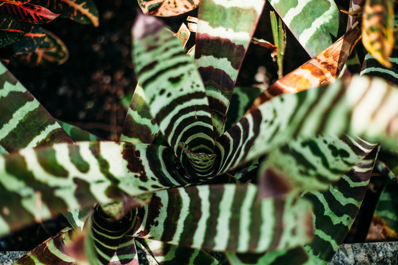 colorful, high angle view, beautiful, photo, beauty in nature, plant part, natural, day, pattern, close-up, luscious, plant, nature, striped, vibrant, selective focus