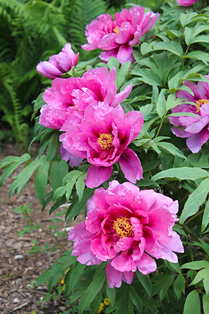pink color, vulnerability, flower head, beauty in nature, pink, flowers, flowering plant, plant blooms, bloom, day, garden, perennials, tree peony, elegant
