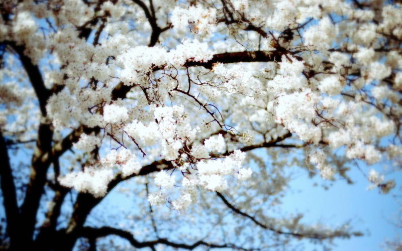 flowers, 1080P, nature, hd, tree, cherry, blossom, white