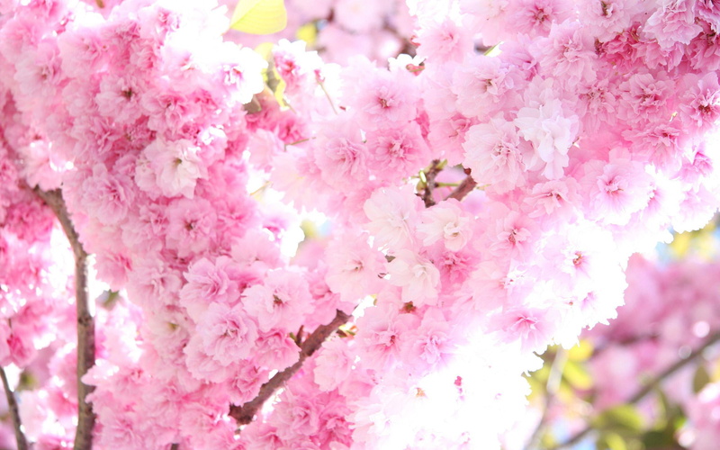 cherry, flowers, blossoms, 2560x1600, tree, 2K, blossom, pink