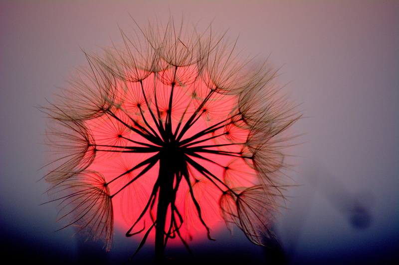 dandelion, sunshine, macro, sunset, brown, 1080P, blade of grass, flower