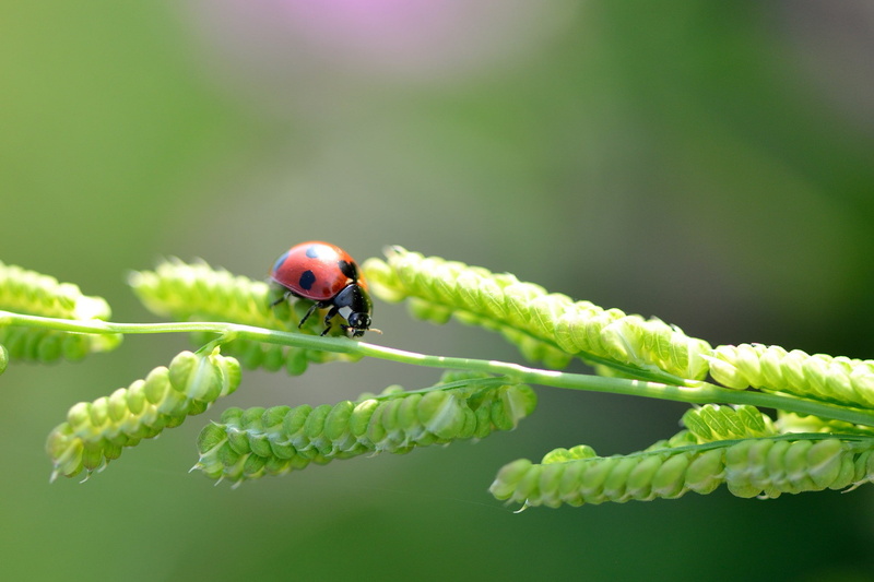 blade of grass, close-up, ladybug, blade, grass, 1080P