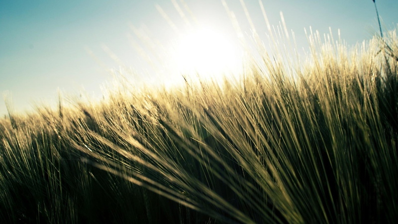 grass, 1080P, nature and landscapes, skay, blades