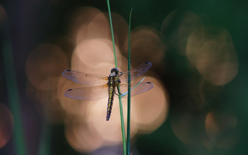 1080P, blue, grass, dragonfly, blade