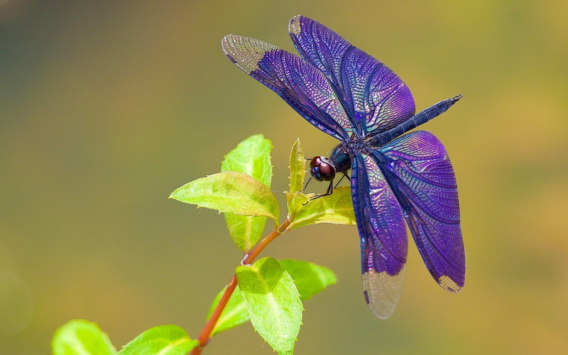 animal, fragility, animal themes, flower, leaf, beauty in nature, flowering plant, one animal, animal wing, macro, insect, animals in the wild, invertebrate