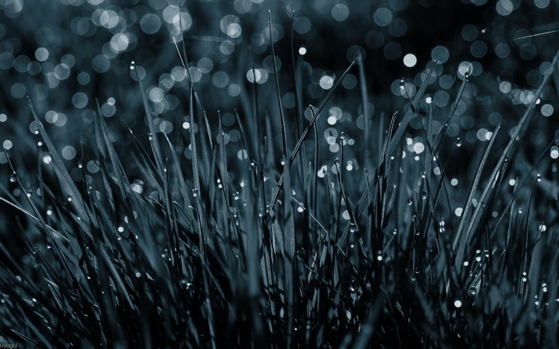 nature and landscapes, grass, photography, blades, digital, 1080P, rain