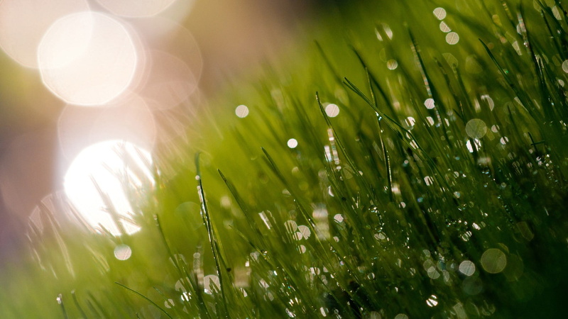beauty in nature, wet, green, bright, leafed, 1080P, lens flare, no people, selective focus, plant, water, springtime, freshness, environment, sunlight