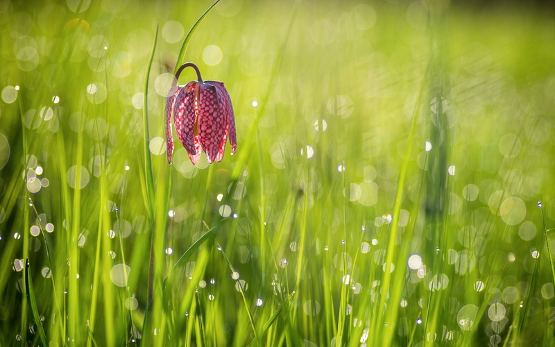 grass, plants, vulnerability, outdoors, drop, green color, selective focus, close-up, beauty in nature, plant, 1080P, springtime, raindrop, flower, no people