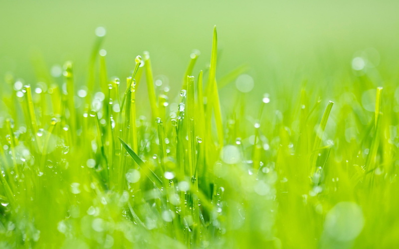 plant part, grass  high resolution, water, bright, wet, blade of grass, selective focus, outdoors, grass, plant, growth, raindrop, vulnerability, beauty in nature