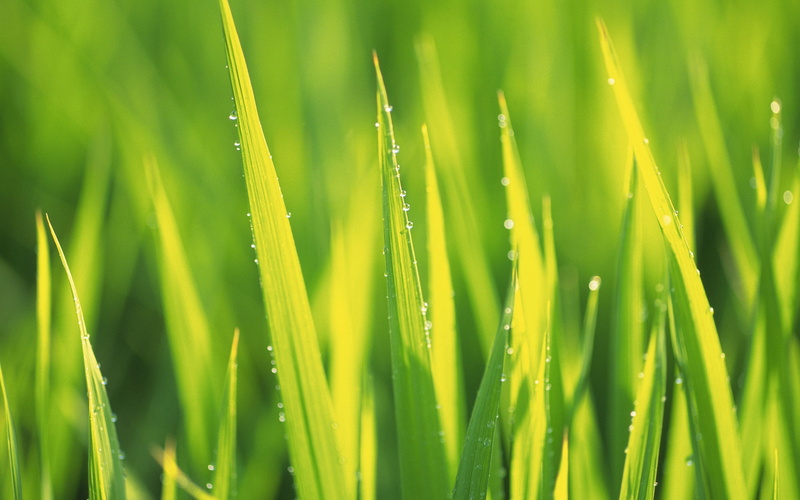agriculture, field, dew, backgrounds, grass, water, growth, selective focus, rain, no people, water drops, drop, beauty in nature, wet, close-up, outdoors