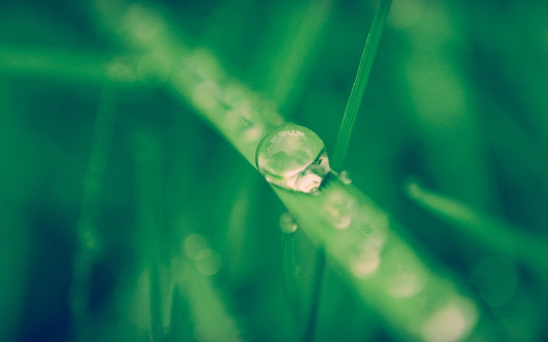 nightlife, grass, outdoors, beauty in nature, plant, body part, wet, freshness, day, selective focus, blade of grass, growth, 2K, water, drop, close-up