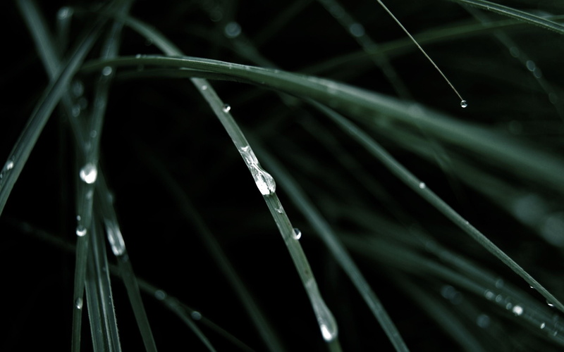no people, grass, plants, wet, outdoors, nature, close-up, green color, water, dew, selective focus, beauty in nature, night, water drops, plant, macro