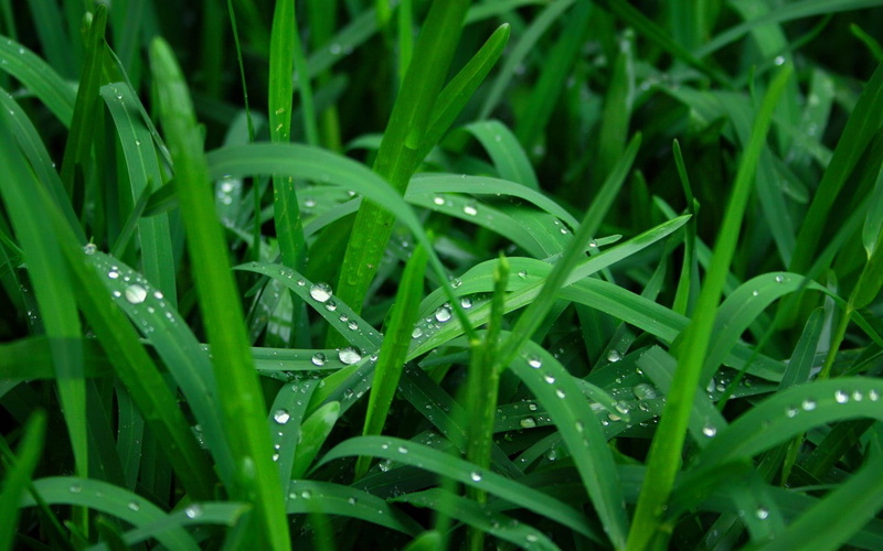dew, raindrop, grass, leaf, drop, full frame, no people, nature, beauty in nature, field, plants, 720P, land, wet, plant, water drops, growth, rain, plant part