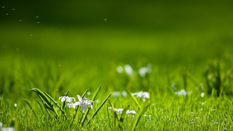 green color, 1080P, flowers, land, grass, beauty in nature, close-up, nature, selective focus, growth, freshness, outdoors, day, dew, blade of grass, springtime