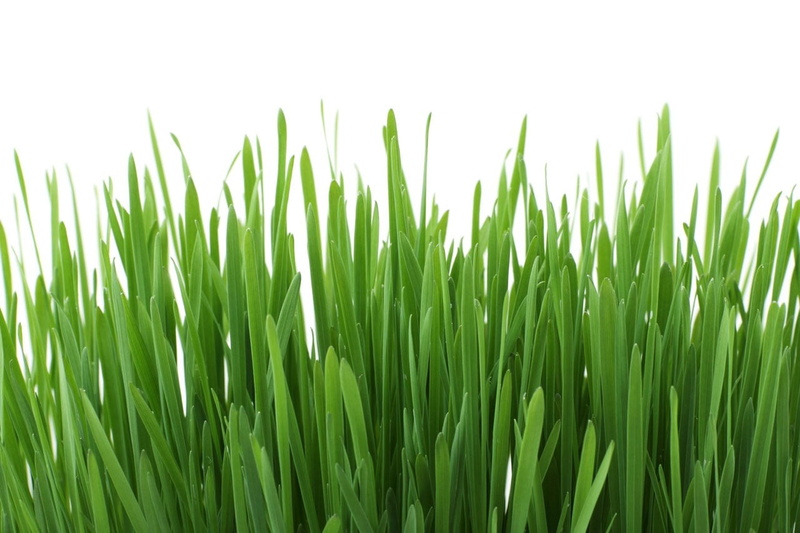 nature, field, closeup, crop, fragility, plant, agriculture, 720P, plants, close-up, grass, leaves, tranquility, freshness, day, no people, land, green color