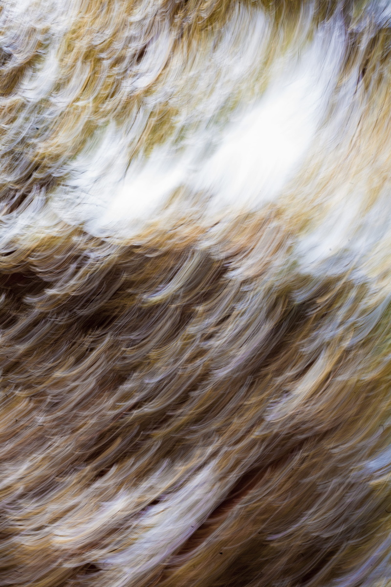 no people, full frame, one animal, abstract, backgrounds, sunny, animal hair, motion, pets, blurred motion, hair, wood, outdoors, animal, softness, trees