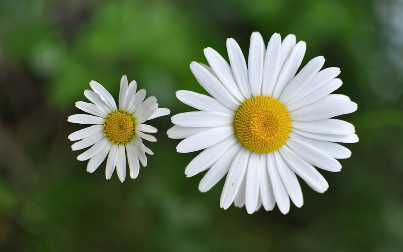 fragility, flowers, leaf, plant, meadow, flower, no People, daisy, pollen, outdoors, beauty In Nature, herb, freshness, botany, petal, white color, daisy Family