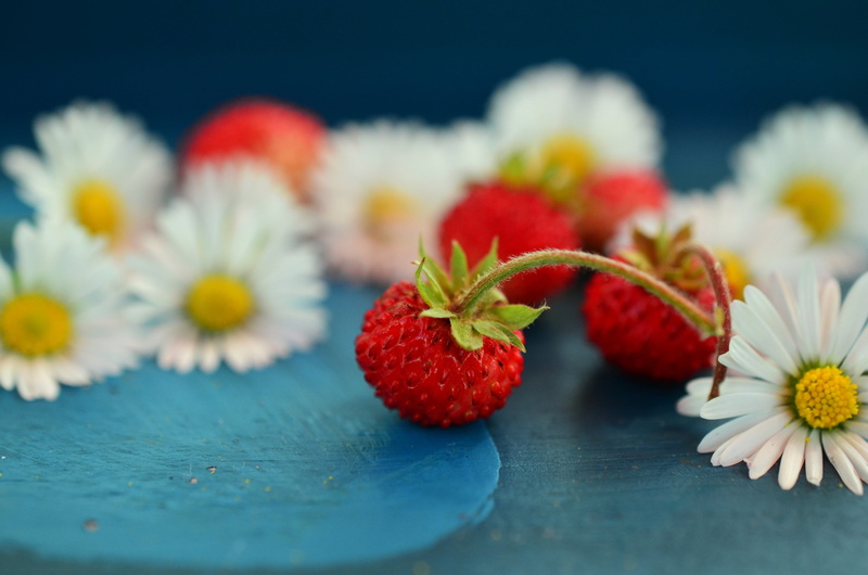 still life, blue background, wellbeing, freshness, blue, green Color, indoors, healthy Lifestyle, summer, food, close-up, red, wild strawberry, crockery