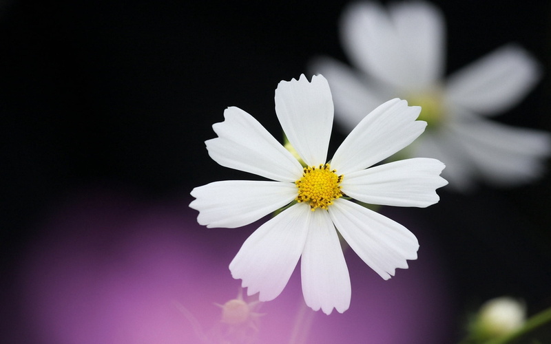 blossom, green Color, fragility, day, botany, vibrant Color, flower Head, 1080P, pollen, chamomile Plant, single Flower, chamomile, formal Garden, plant