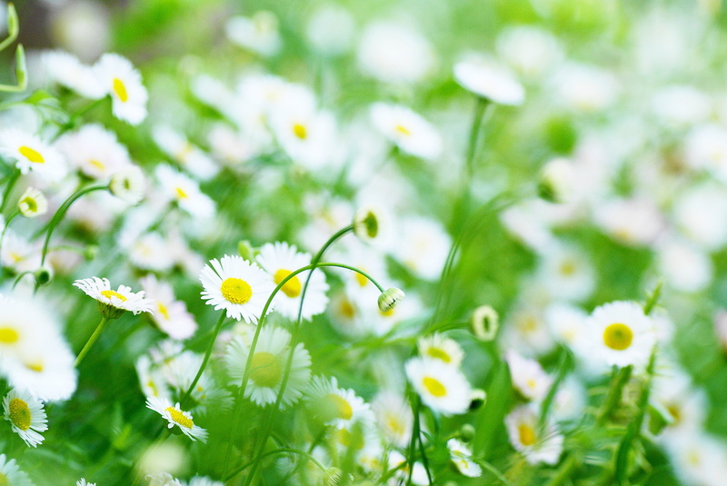 sunlight, defocused, 2K, widescreen, outdoors, background, flowering plant, color Image, chamomile, selective Focus, day, flower Head, summer, chamomile Plant