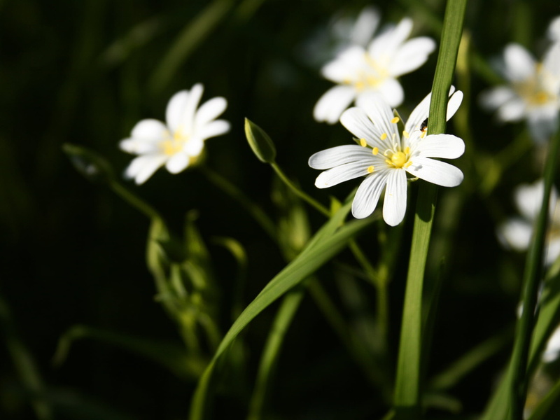 springtime, vulnerability, outdoors, meadow, beauty, beauty In Nature, nature, backgrounds, chamomile Plant, flowering plant, blossom, freshness, summer
