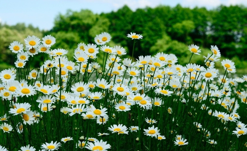 blossom, flowers, flower, freshness, day, chamomile Plant, trees, macro, season, close-up, chamomile, daisy, beauty In Nature, yellow, meadow, daisies
