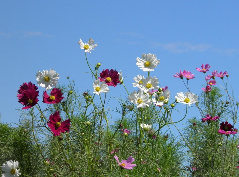 flower, flowers, clear sky, purple, 1080P, colorful, day, blossom, green Color, chamomile Plant, blue, no People, landscape, freshness, rural Scene, nature