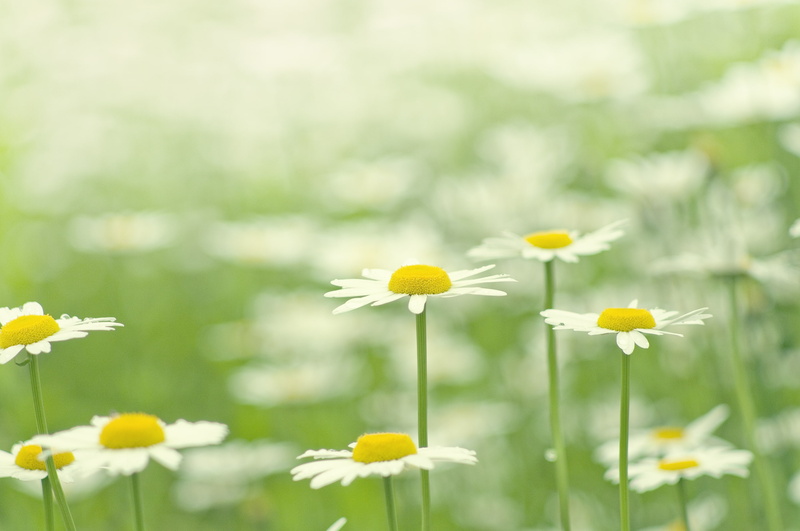 field, chamomile, focus on foreground, yellow, petals, flower head, bright, 2K, green Color, greens, season, flower, summer, environment, grass, selective focus