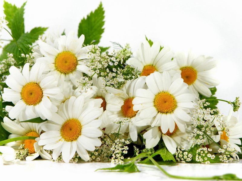 leaf, celebration, blossom, tender, close-up, gypsophila, pollen, 720P, fragility, plant, outdoors, flower Head, flowering plant, green Color, love, inflorescence