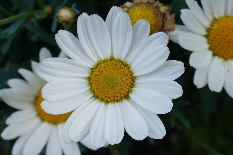 5K, daisy, grass, flowers, flower, white color, white, flower Head, day, springtime, marguerite, leaf, close-up, nature, focus on foreground, plant, green Color