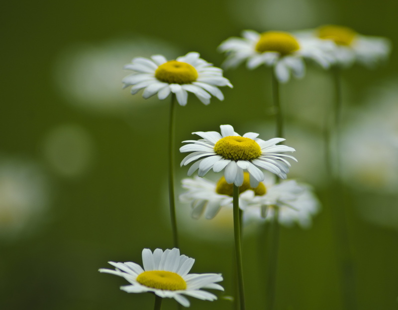 growth, close-up photography, yellow, petal, freshness, vulnerability, 4K, stem, petaled, botany, green Color, close-up, pollen, season, floral, flowers