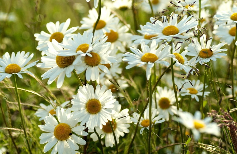 wildflower, rural Scene, petaled, growth, outdoors, fragility, flowering plant, springtime, season, inflorescence, field, green Color, grass, summer, vibrant Color