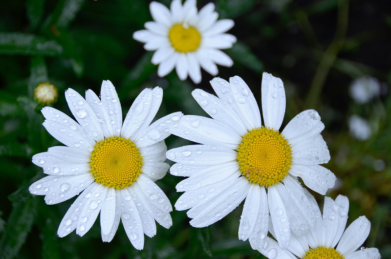 freshness, white, inflorescence, daisy, flowering plant, daisies, pollen, vulnerability, focus on foreground, meadow, flower, macro, yellow, flowers, green Color