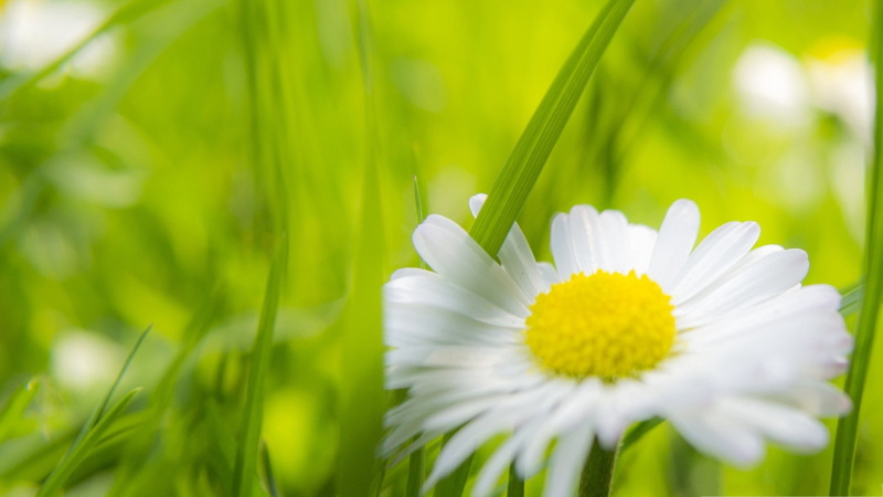 marguerite, selective focus, field, macro, plant, nature, inflorescence, grass, bright, flowering plant, summer, petal, meadow, vibrant Color, sunlight
