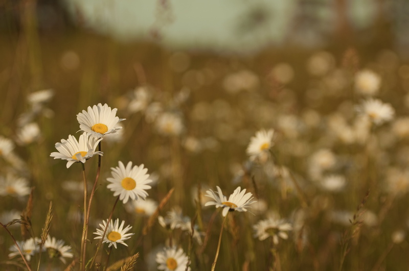 color, meadow, fragility, sunlight, inflorescence, landscape, rural Scene, day, marguerite, daisy, wildflower, grass, 4K, selective focus, summer, no People