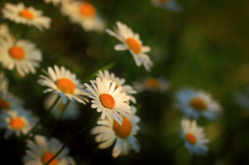 inflorescence, 4K, vibrant Color, flowering plant, herb, fragility, growth, single Flower, pollen, season, close-up, chamomile, springtime, meadow, multi Colored