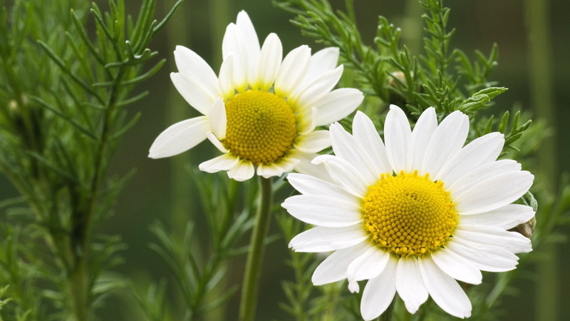 grass, flower, botany, single Flower, petal, plant, daisies, no People, field, outdoors, focus on foreground, flowering plant, springtime, close-up, vibrant Color