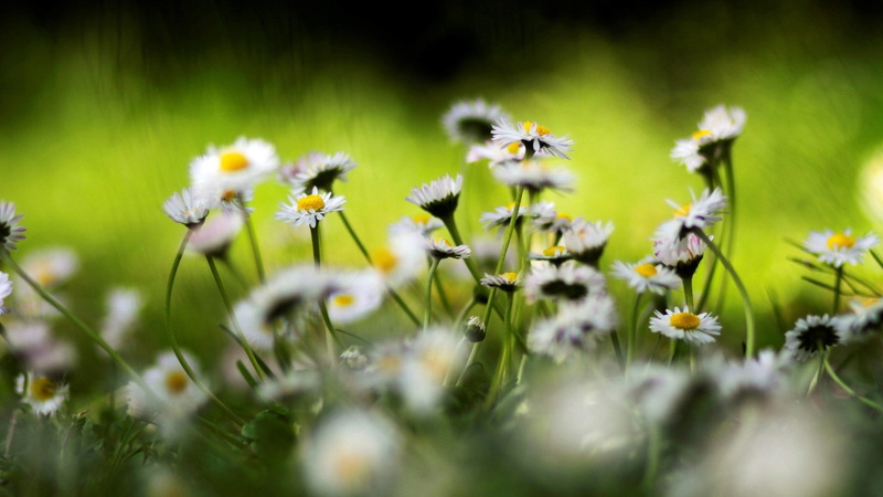 petal, defocused, blossom, flower, close-up, uncultivated, land, outdoors, non-Urban Scene, fragility, grass, white, rural Scene, backgrounds, small, wildflower