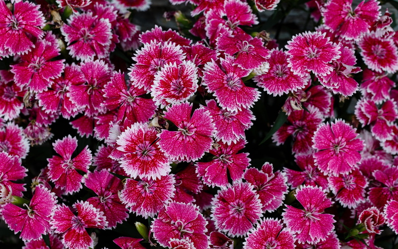 White, Many, Little, Pink, Side, Flowers, 1080P