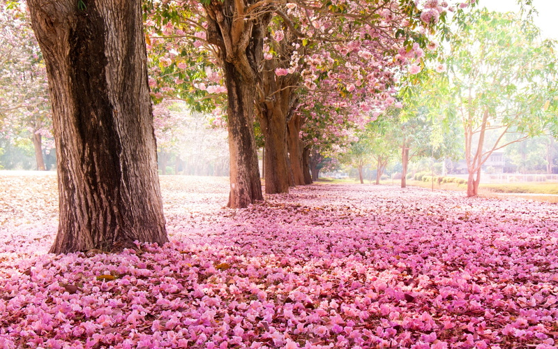 2K, Ground, Road, Trees, Flowers, Pink, Many