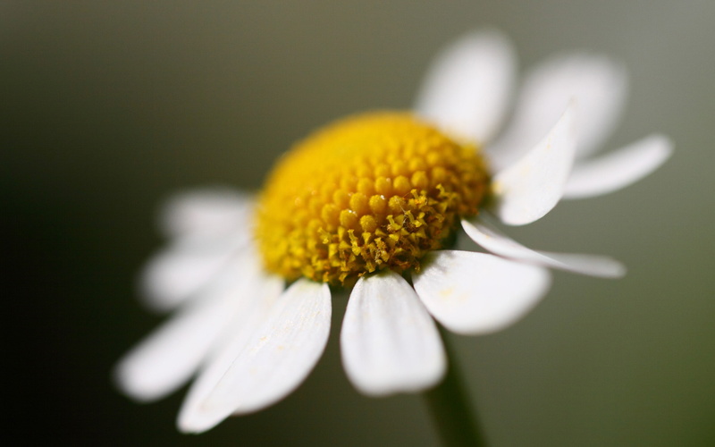 Big, 2K, Chamomile, one, Flower