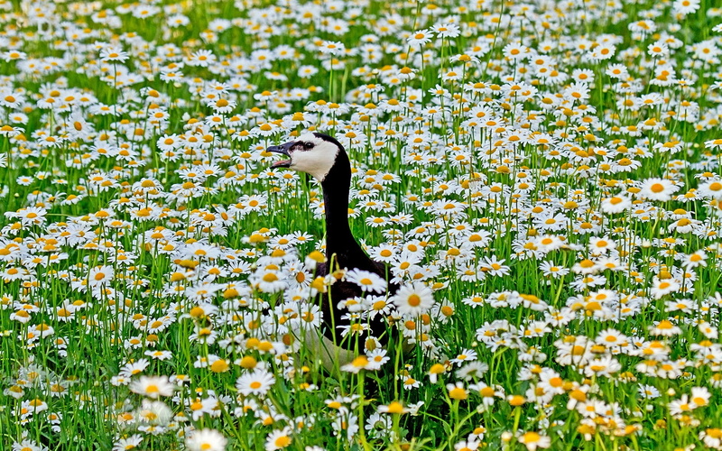 Field, 1080P, Flowers, Chamomile, Bird