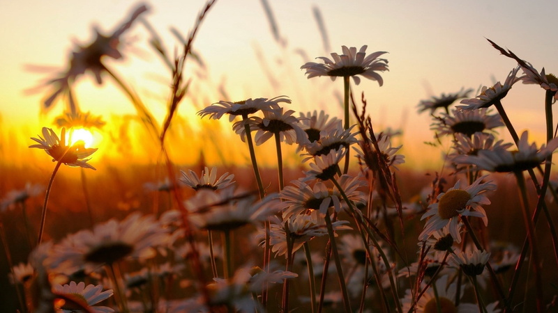 flower Head, vulnerability, nature, sunrise - Dawn, petal, summer, leaf, sky, chamomile, multi Colored, springtime, back Lit, sun, sunset, white, outdoors