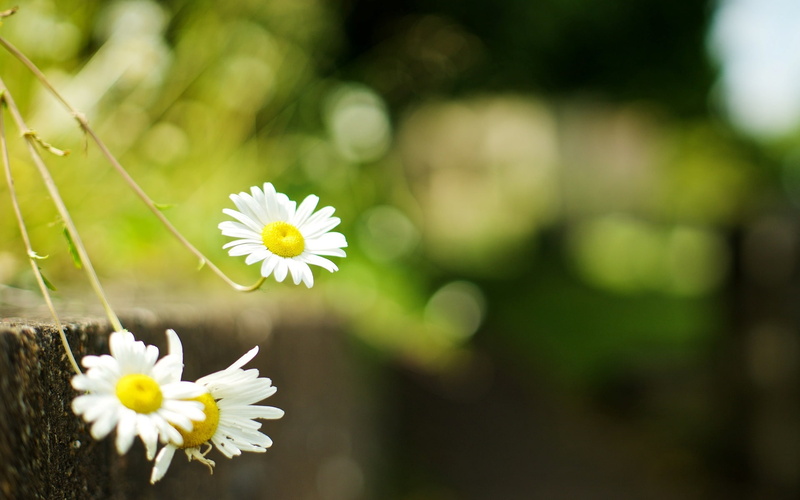 blur, greens, chamomile, widescreen, flowers, full screen, flower, background, Daisy, camomile, grass, HD, 1080P