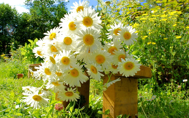 garden, bouquet, daisies, 1080P, white, grass, chamomile