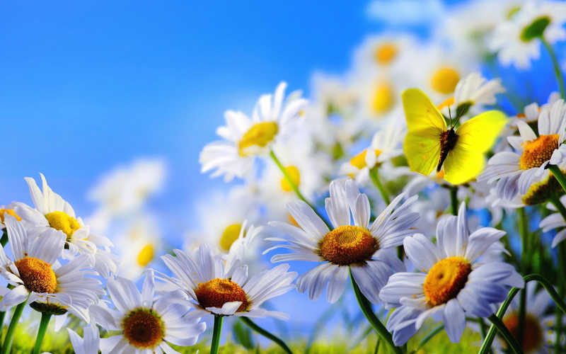 butterfly, nature, inflorescence, yellow, flowering plant, vulnerability, no people, outdoors, close-up, springtime, hd, pollen, daisies, plant, fragility