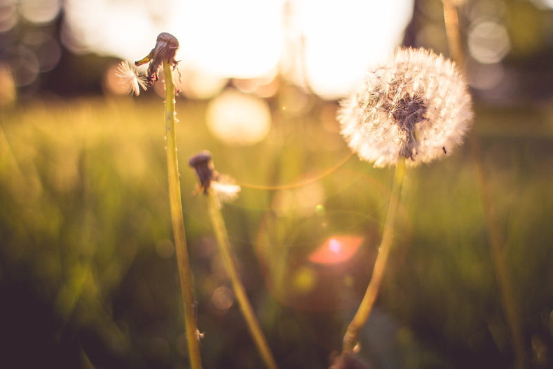 flower head, growth, day, defocused, meadow, field, blowball, sunlight, tranquility, fragility, survive, 4K, green Color, land, vulnerability, trying